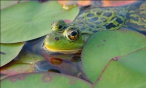 Create a frog haven